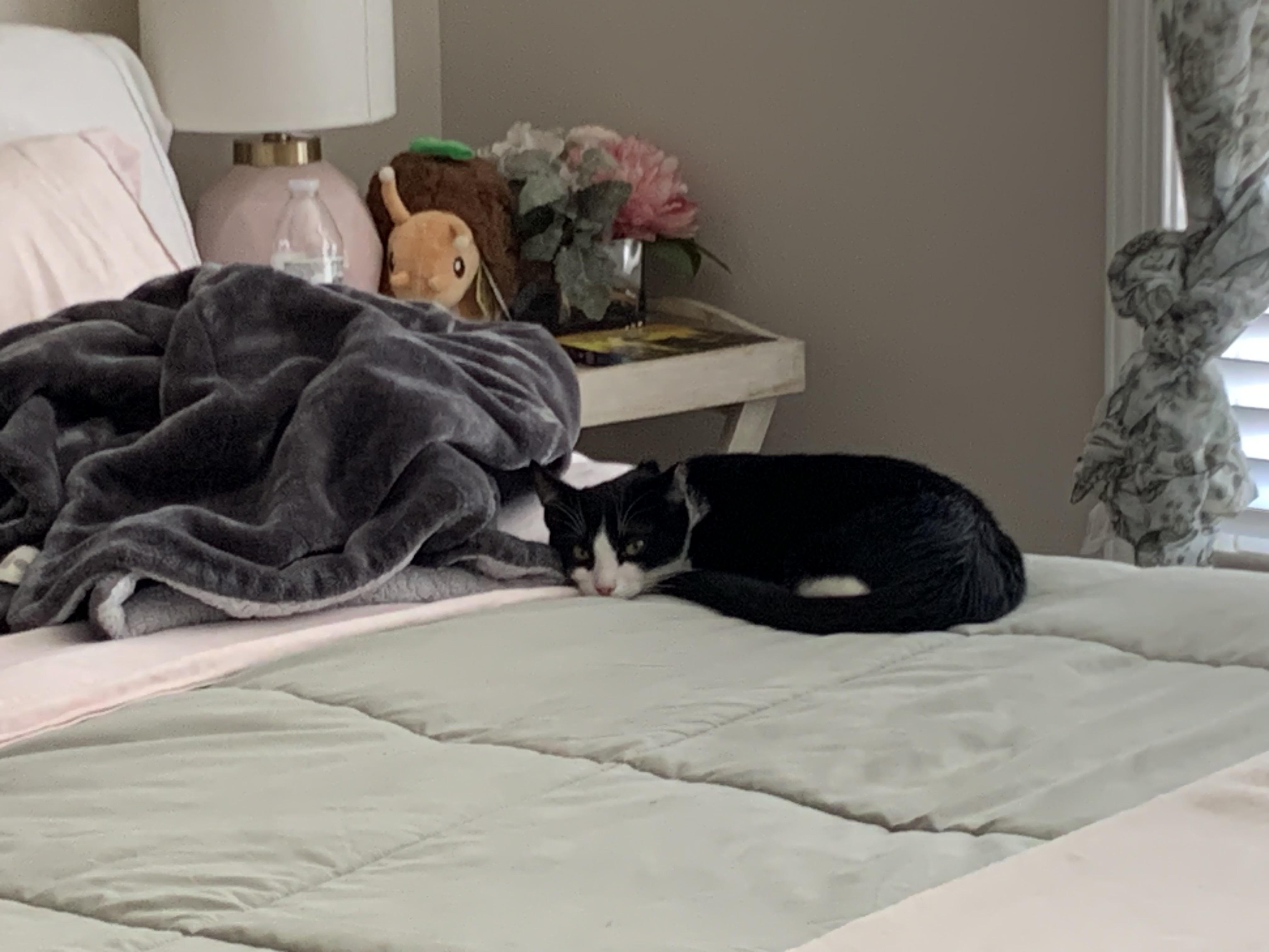 River, an adopted Domestic Short Hair in Winchester, VA image 3/6