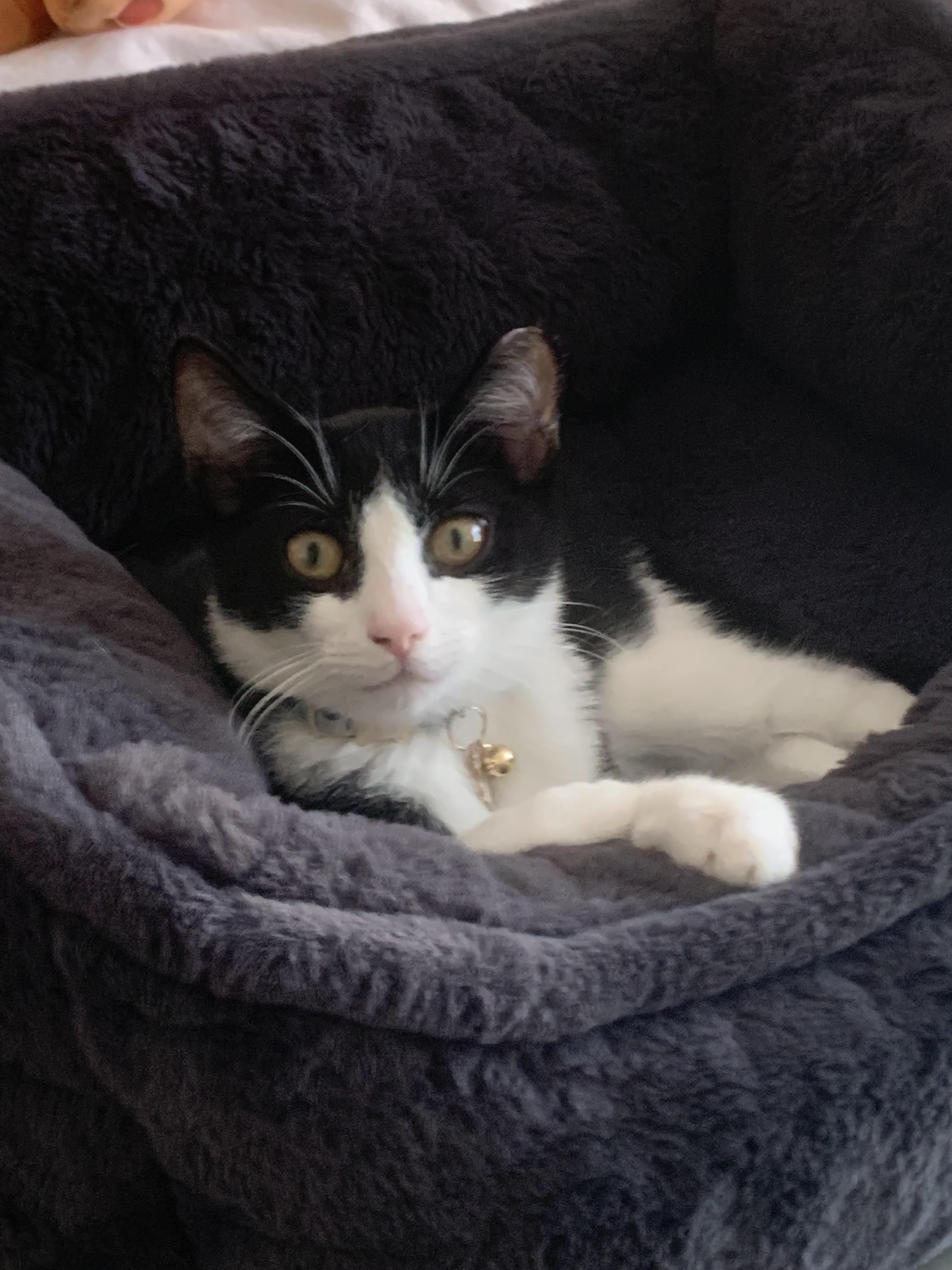 River, adopted, Kitten Male Domestic Short Hair.