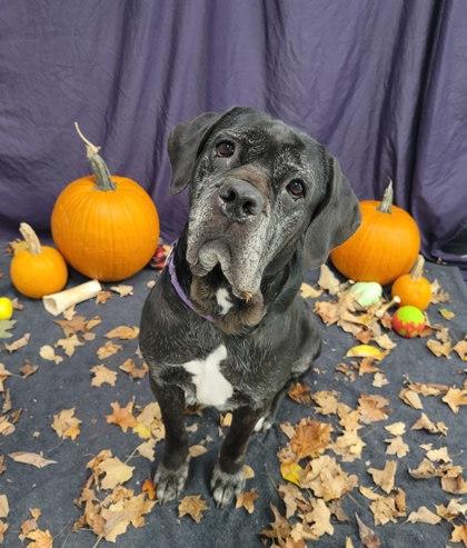 Rita, a Adoptable mixed breed in Twinsburg, OH image 2/3