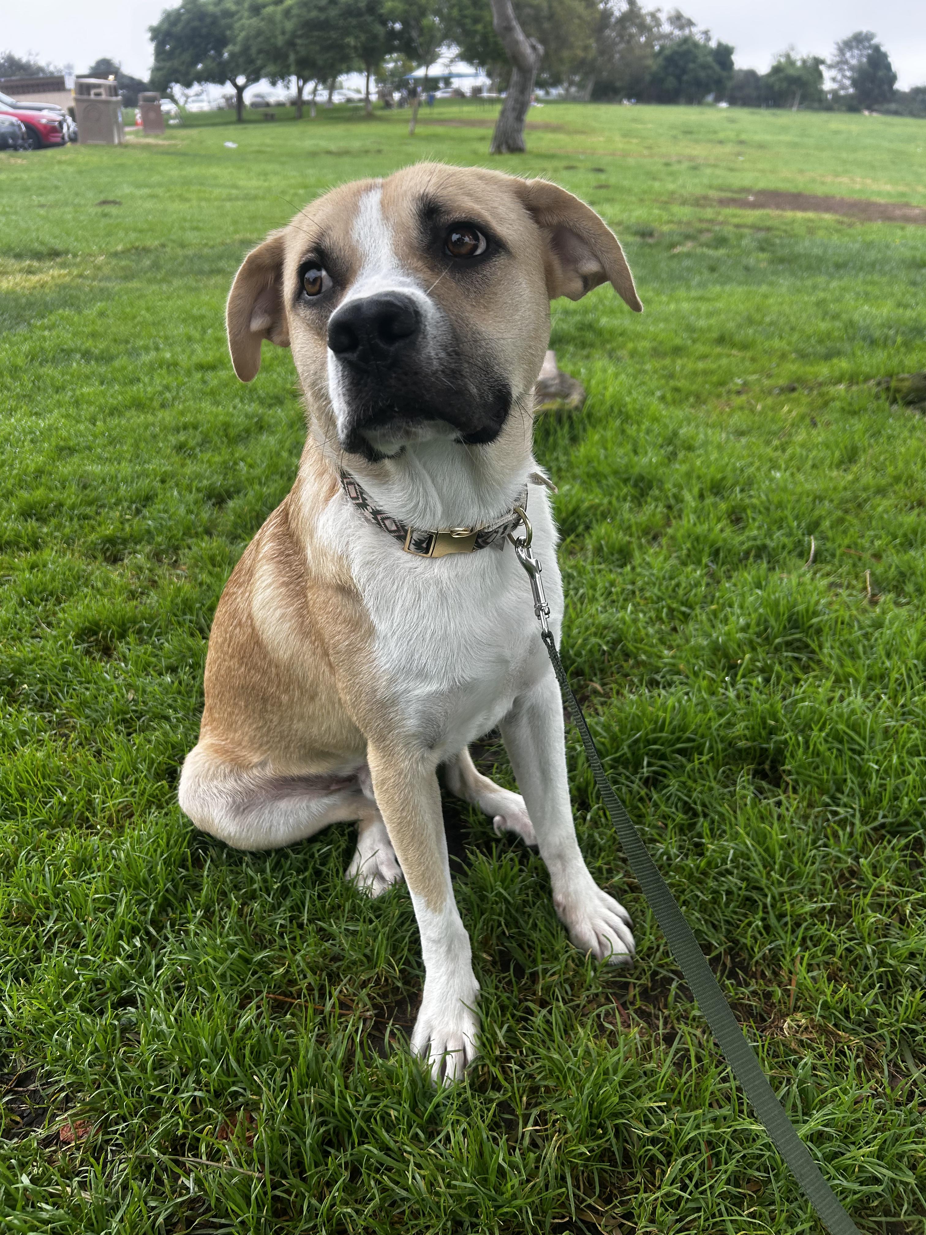 Match, Adoptable, Young Male Pit Bull Terrier & Labrador Retriever.