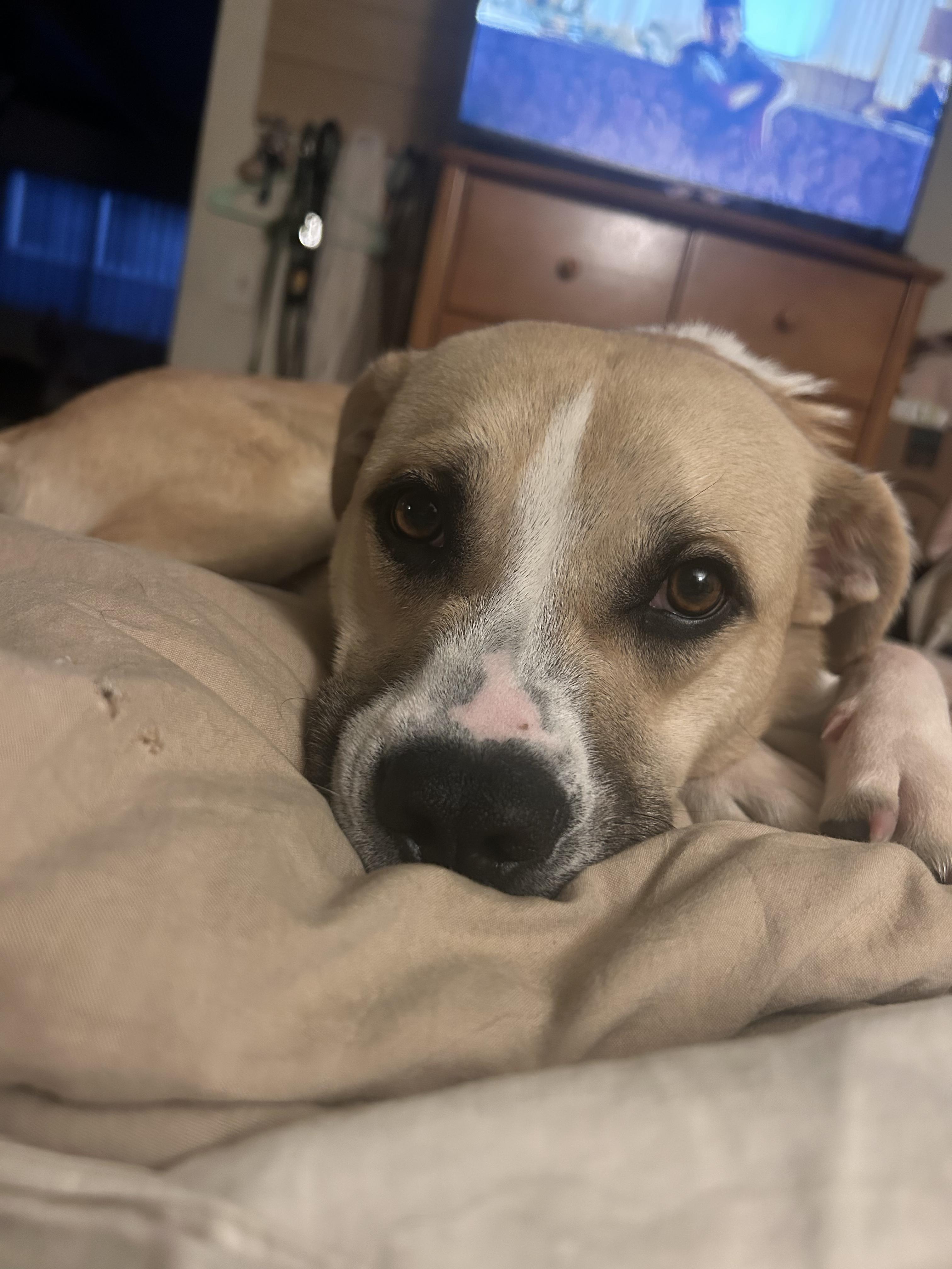 Match, a Adoptable mixed breed in Los Angeles, CA image 2/3