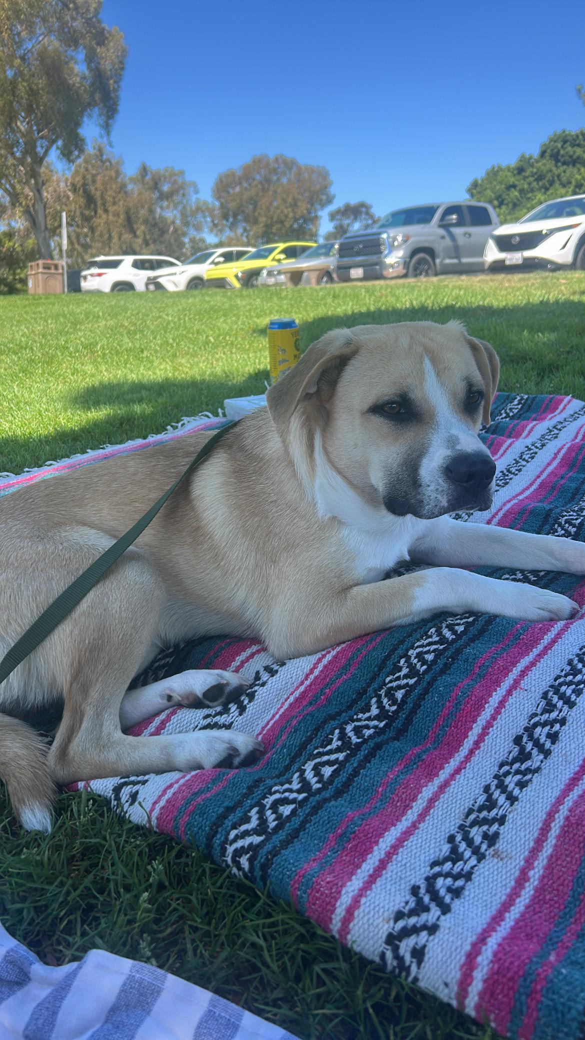 Match, a Adoptable mixed breed in Los Angeles, CA image 3/3