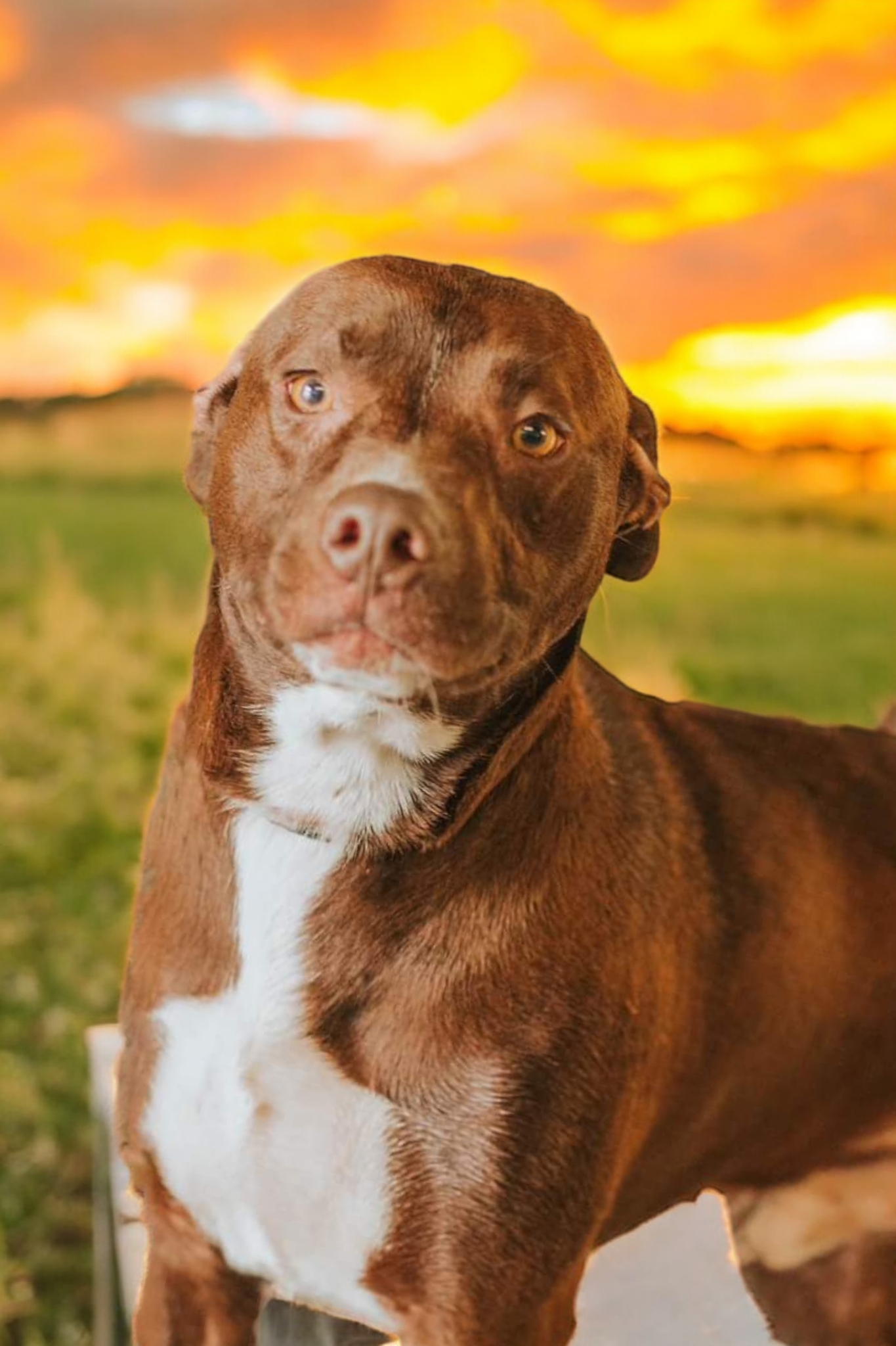 Spunky, an adoptable Chocolate Labrador Retriever in Ravenna, KY, 40472 | Photo Image 1