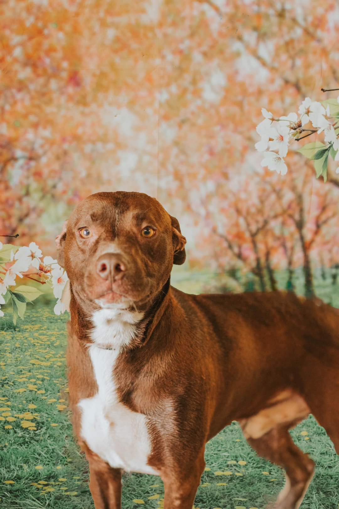 Spunky, an adoptable Chocolate Labrador Retriever in Ravenna, KY, 40472 | Photo Image 2
