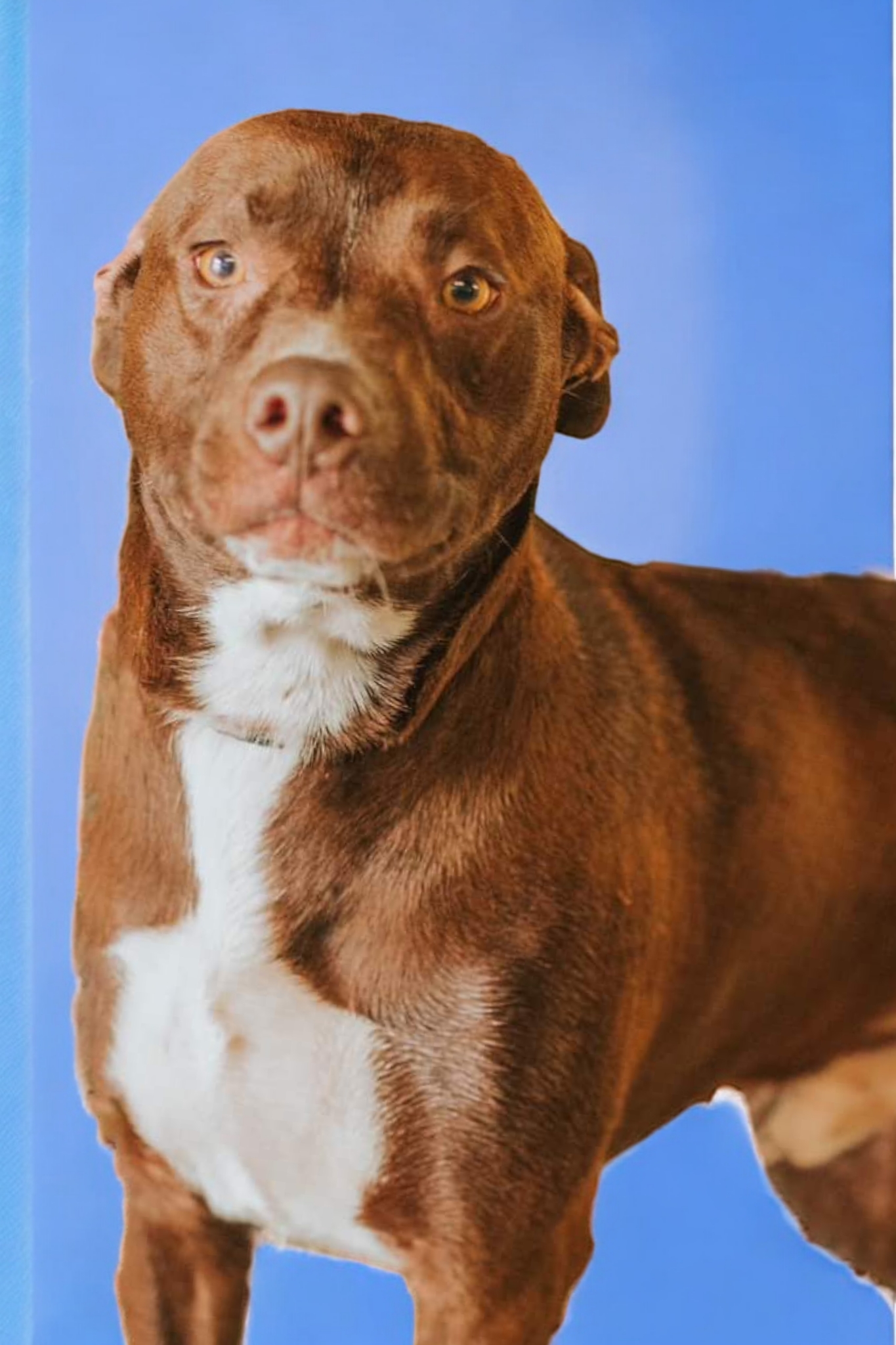 Spunky, an adoptable Chocolate Labrador Retriever in Ravenna, KY, 40472 | Photo Image 3