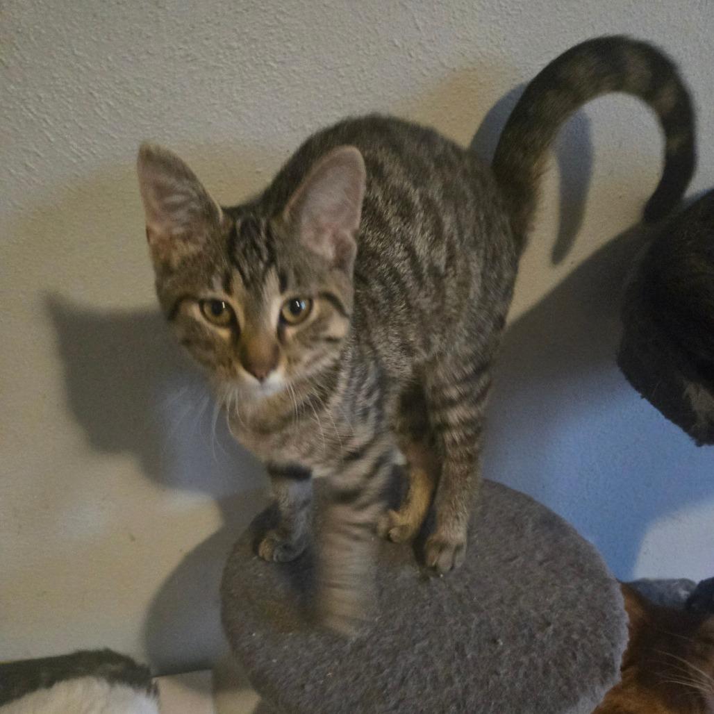 Enlarge Ryder, a Adoptable American Shorthair in Lima, OH image 1/3