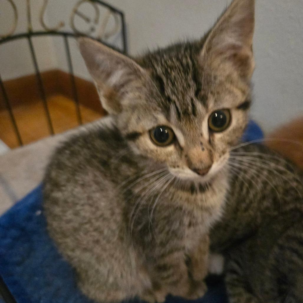 Enlarge Ryder, a Adoptable American Shorthair in Lima, OH image 3/3