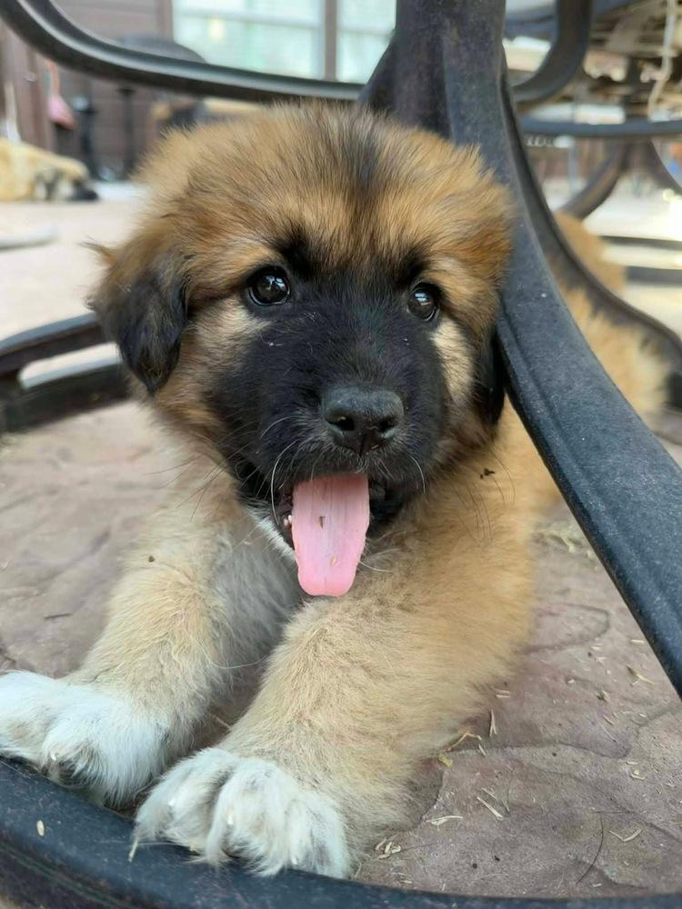 26-013 Finnigan (Finn) “Coming Soon”, Adoptable, Puppy Male Shepherd.