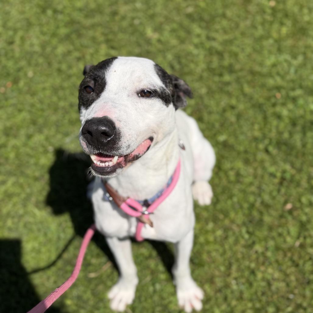 Enlarge Morty, a Adoptable mixed breed in Ashtabula, OH image 1/6