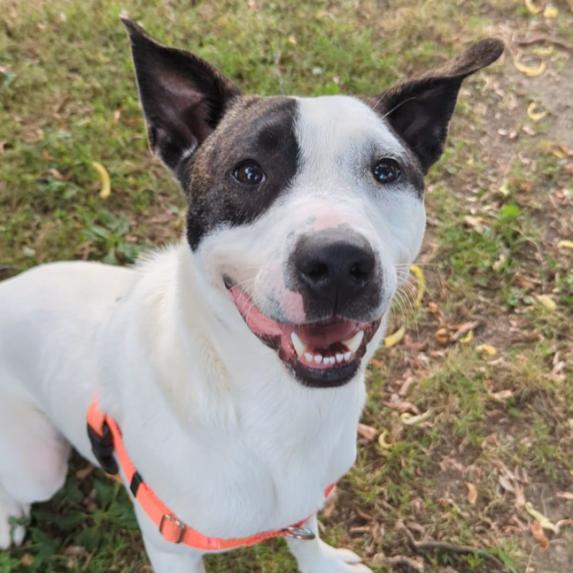 Enlarge Morty, a Adoptable mixed breed in Ashtabula, OH image 2/6