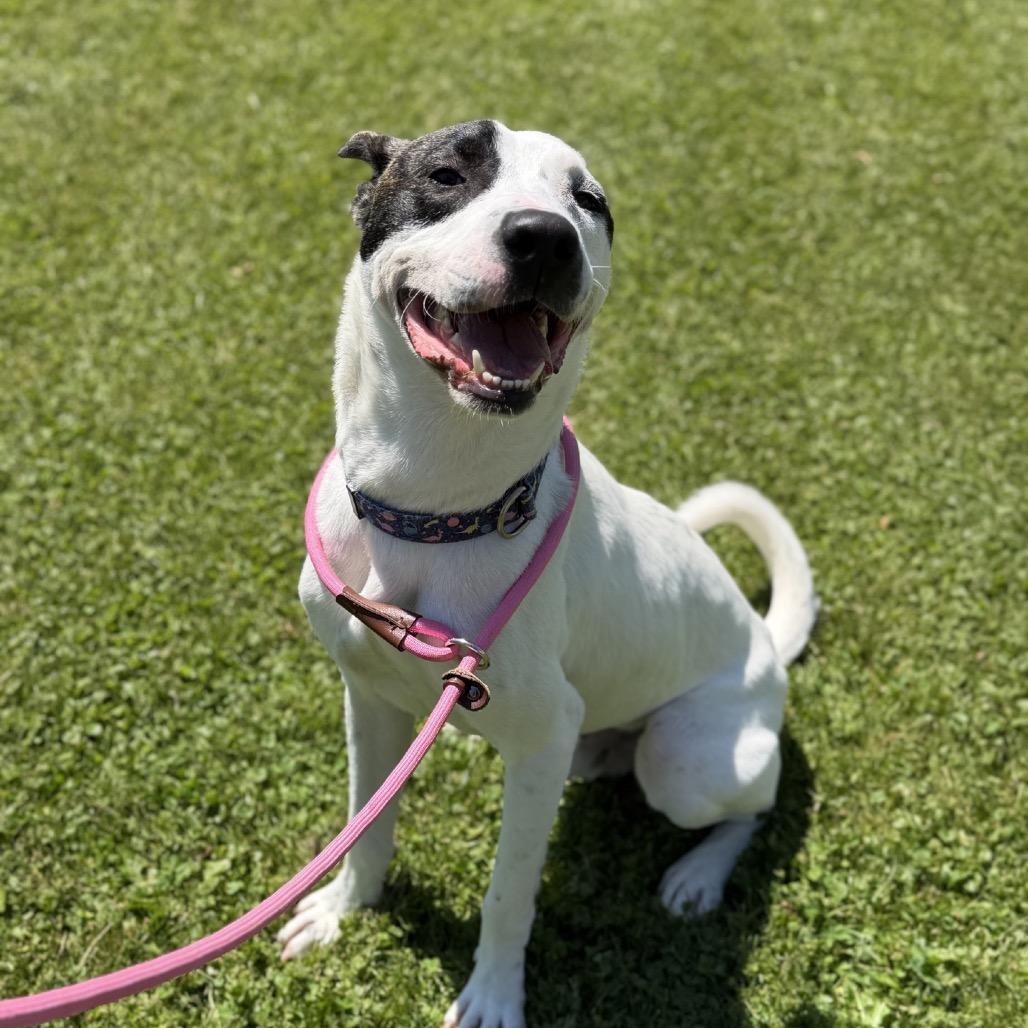 Enlarge Morty, a Adoptable mixed breed in Ashtabula, OH image 3/6