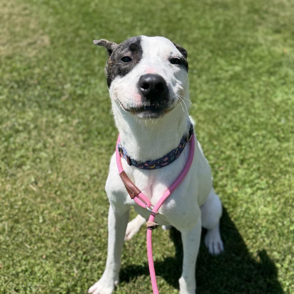 Enlarge Morty, a Adoptable mixed breed in Ashtabula, OH image 4/6