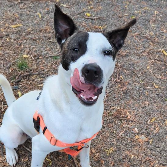 Enlarge Morty, a Adoptable mixed breed in Ashtabula, OH image 5/6