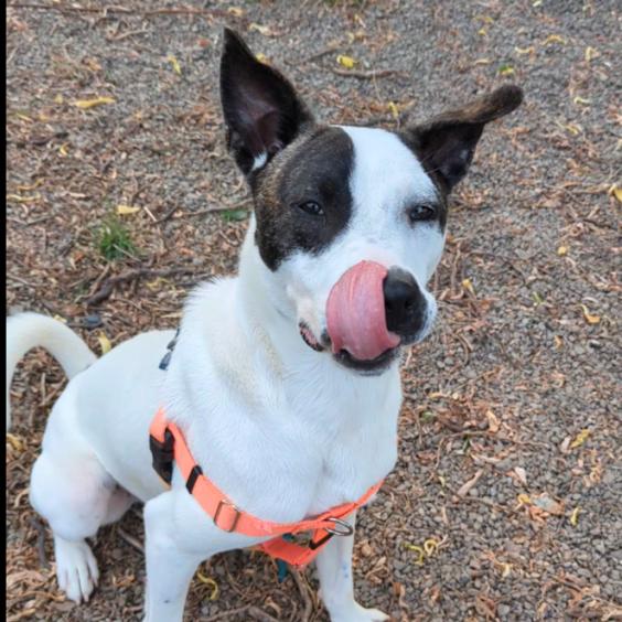 Enlarge Morty, a Adoptable mixed breed in Ashtabula, OH image 6/6