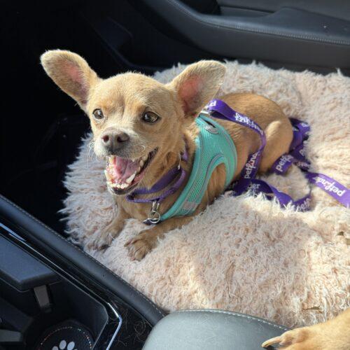 Sophie , ADOPTABLE, Adult Female Dachshund & Chihuahua.