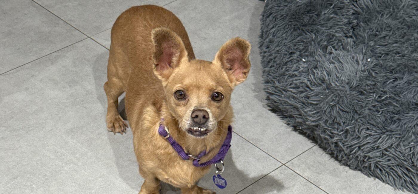 Enlarge Sophie , a ADOPTABLE mixed breed in Plantation, FL image 2/3