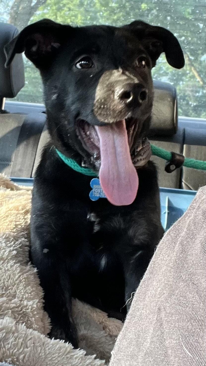 Porterhouse, Adoptable, Puppy Male Labrador Retriever.