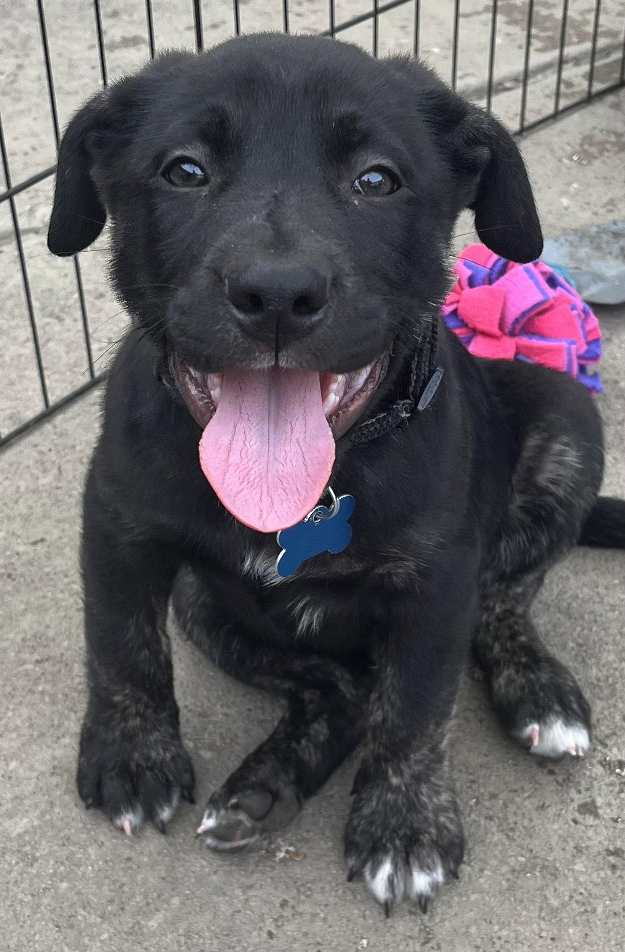 Porterhouse, Adoptable, Puppy Male Labrador Retriever.