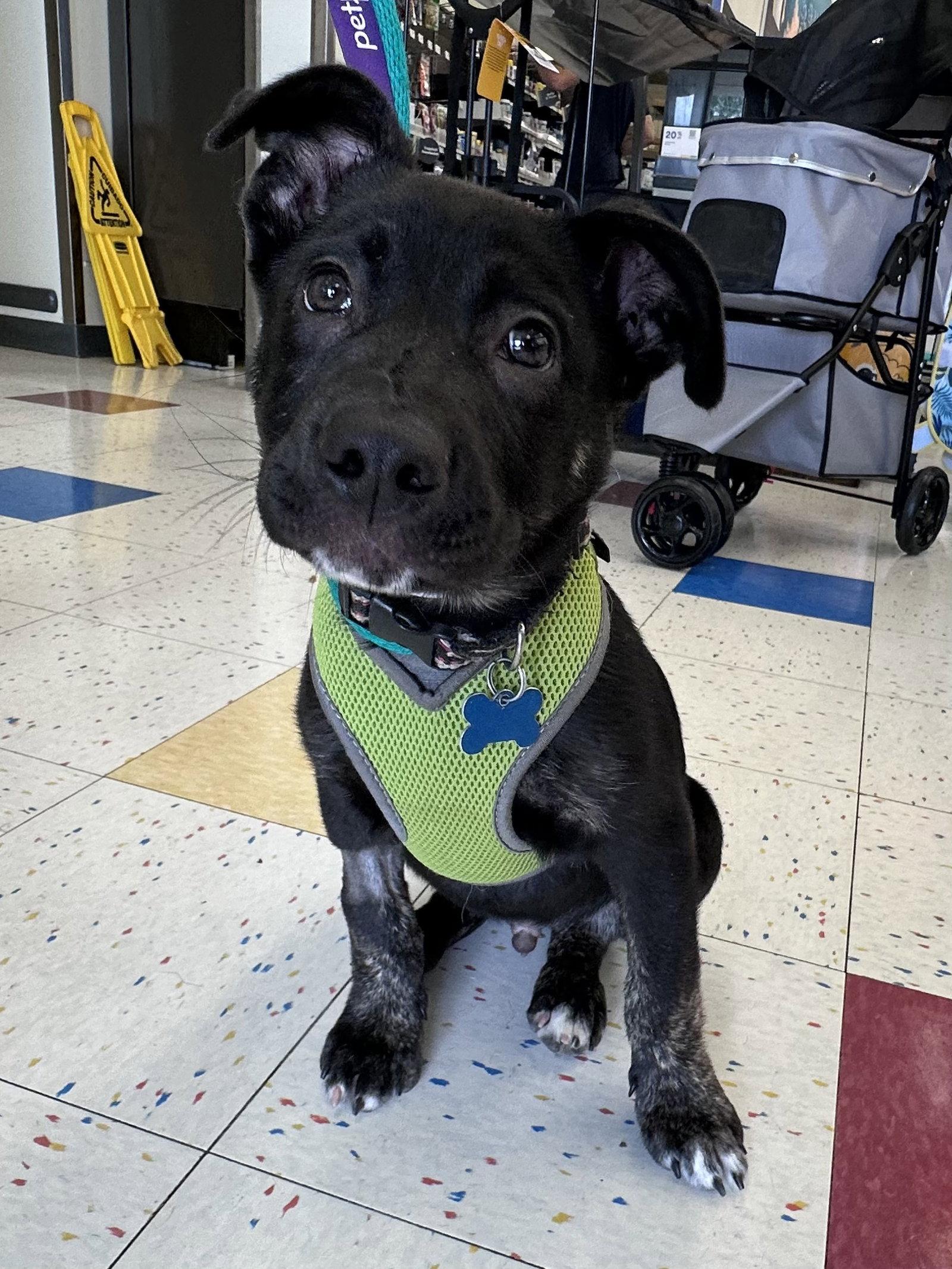 Porterhouse, a Adoptable Labrador Retriever in Hillside, IL image 3/3