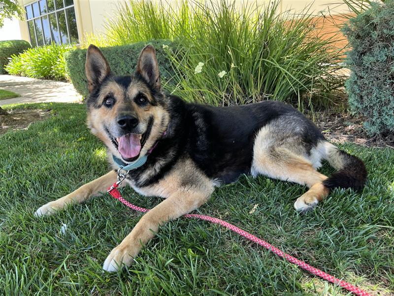 Jackson, Adopted, Senior Male German Shepherd Dog.