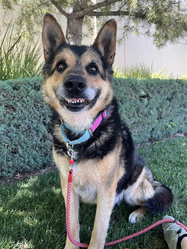 Enlarge Jackson, a Adopted German Shepherd Dog in Elk Grove, CA image 2/3