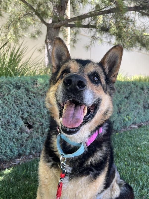 Enlarge Jackson, a Adopted German Shepherd Dog in Elk Grove, CA image 3/3
