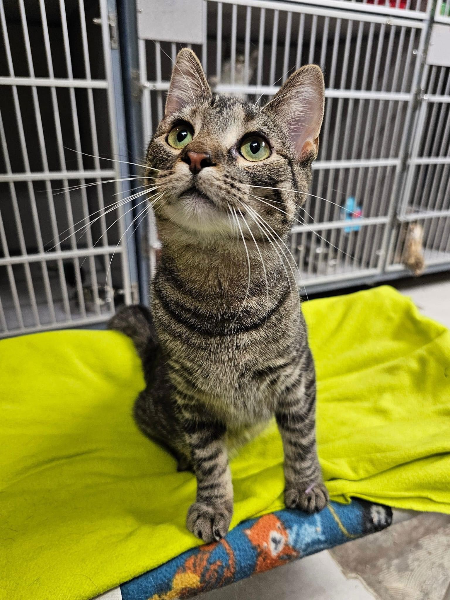 Sparkle, Adoptable, Adult Female Domestic Short Hair.