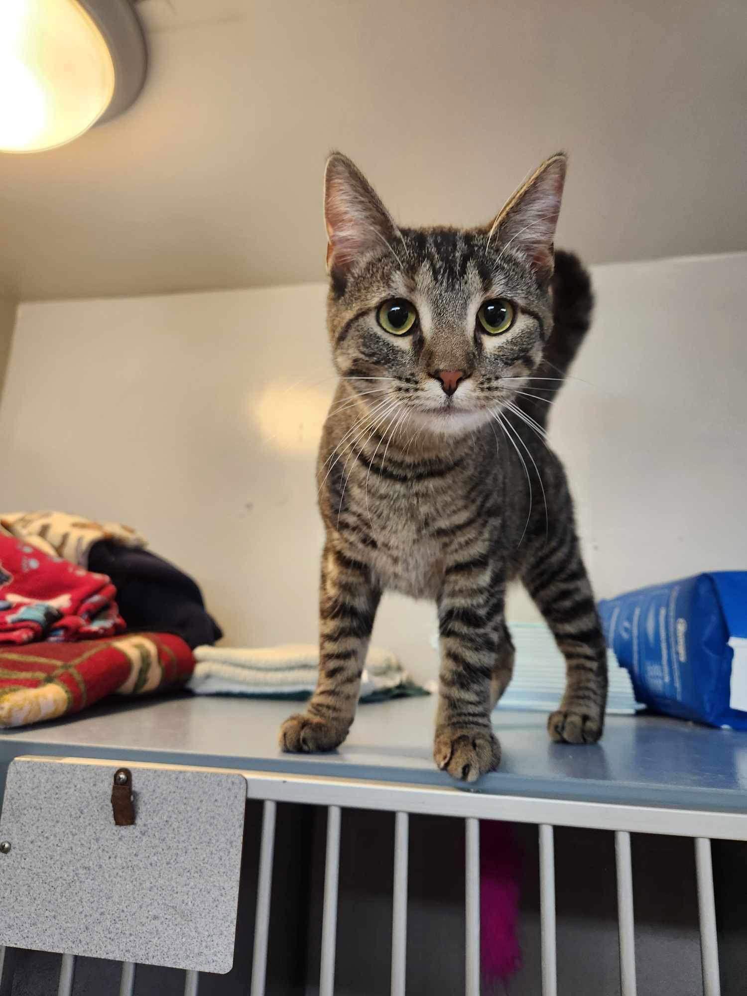 Sparkle, a Adoptable Domestic Short Hair in Cedar Rapids, IA image 2/3