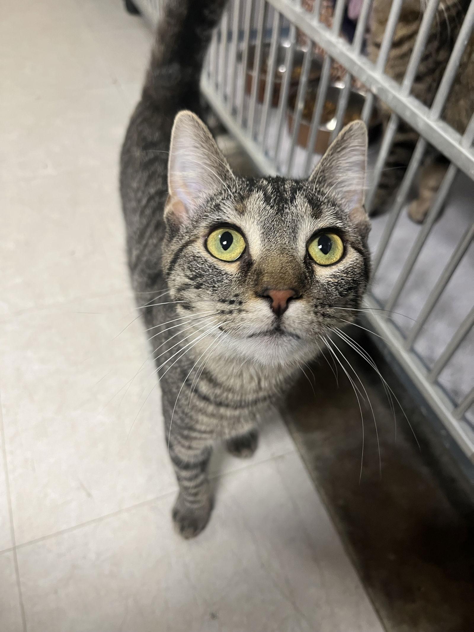Sparkle, a Adoptable Domestic Short Hair in Cedar Rapids, IA image 3/3