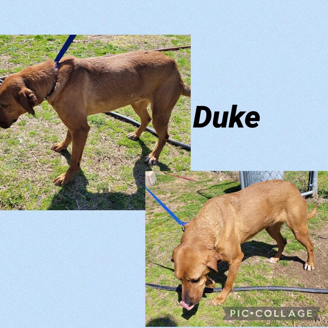 Duke, a Adoptable mixed breed in Manchester, CT image 1/2