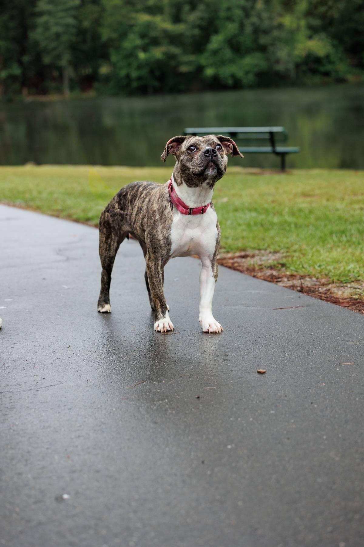 Baby Ruth, an adoptable American Bully, American Staffordshire Terrier in Sanford, NC, 27331 | Photo Image 6