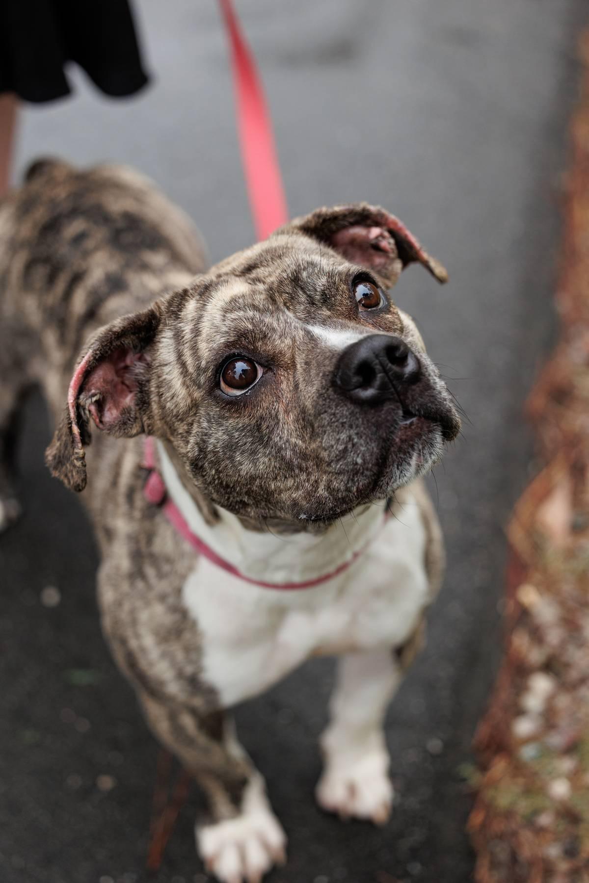 Baby Ruth, an adoptable American Bully, American Staffordshire Terrier in Sanford, NC, 27331 | Photo Image 3