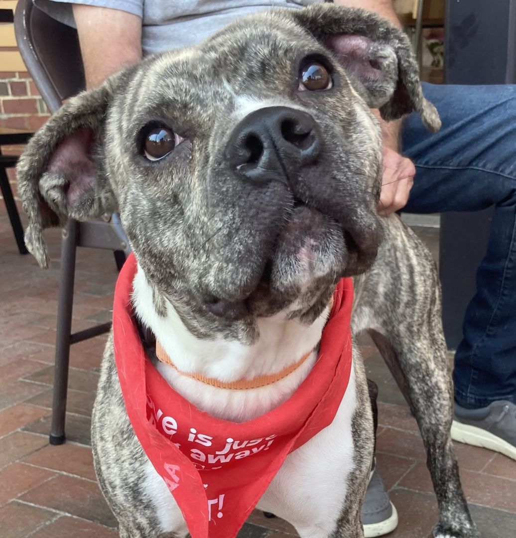 Baby Ruth , Young Female Boxer