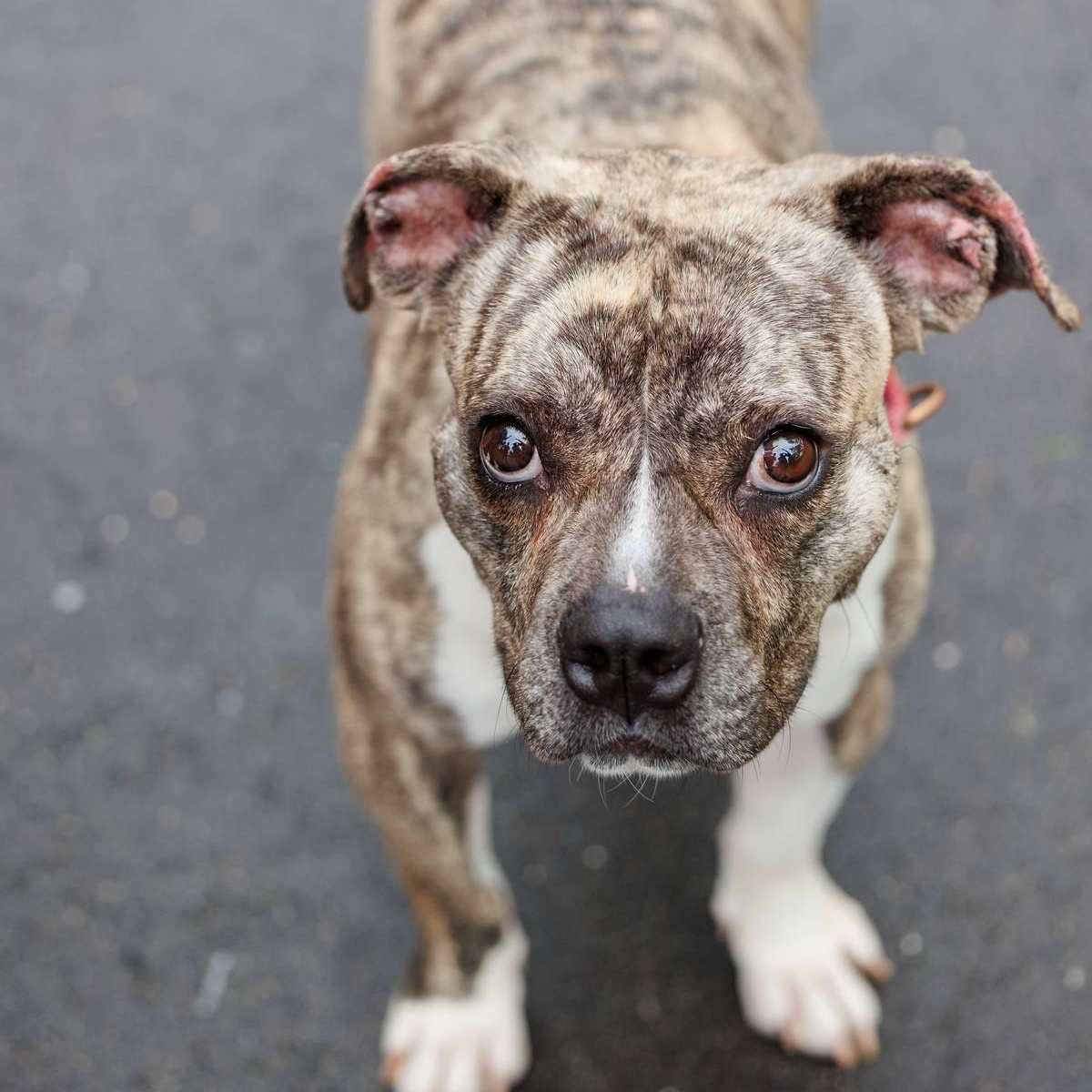 Baby Ruth, an adoptable American Bully, American Staffordshire Terrier in Sanford, NC, 27331 | Photo Image 2