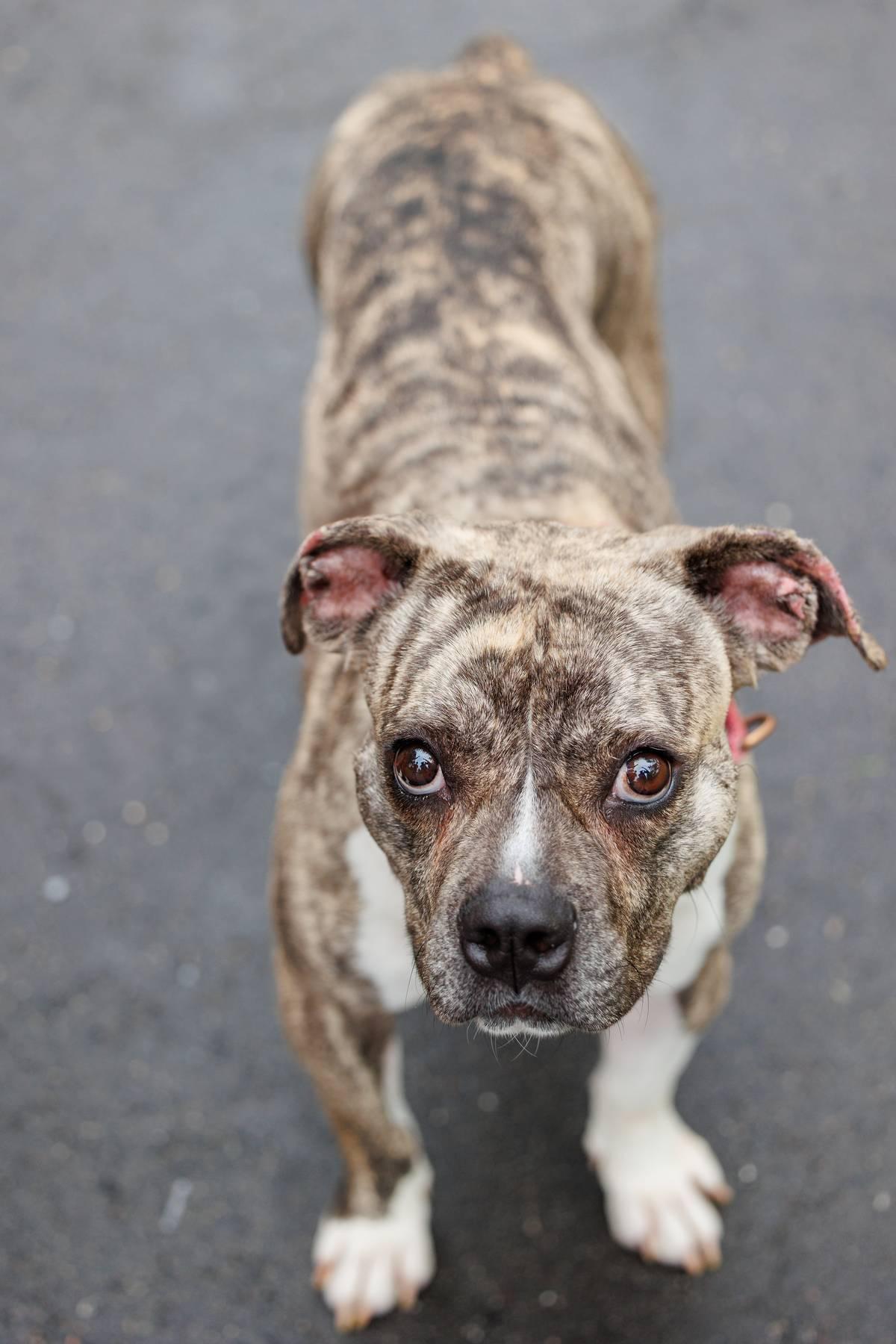 Baby Ruth, an adoptable Boxer, American Staffordshire Terrier in Sanford, NC, 27331 | Photo Image 1