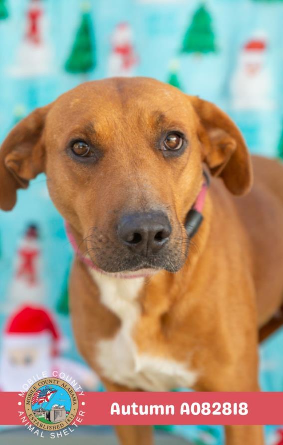 Enlarge AUTUMN, a Adoptable mixed breed in Mobile, AL image 1/2