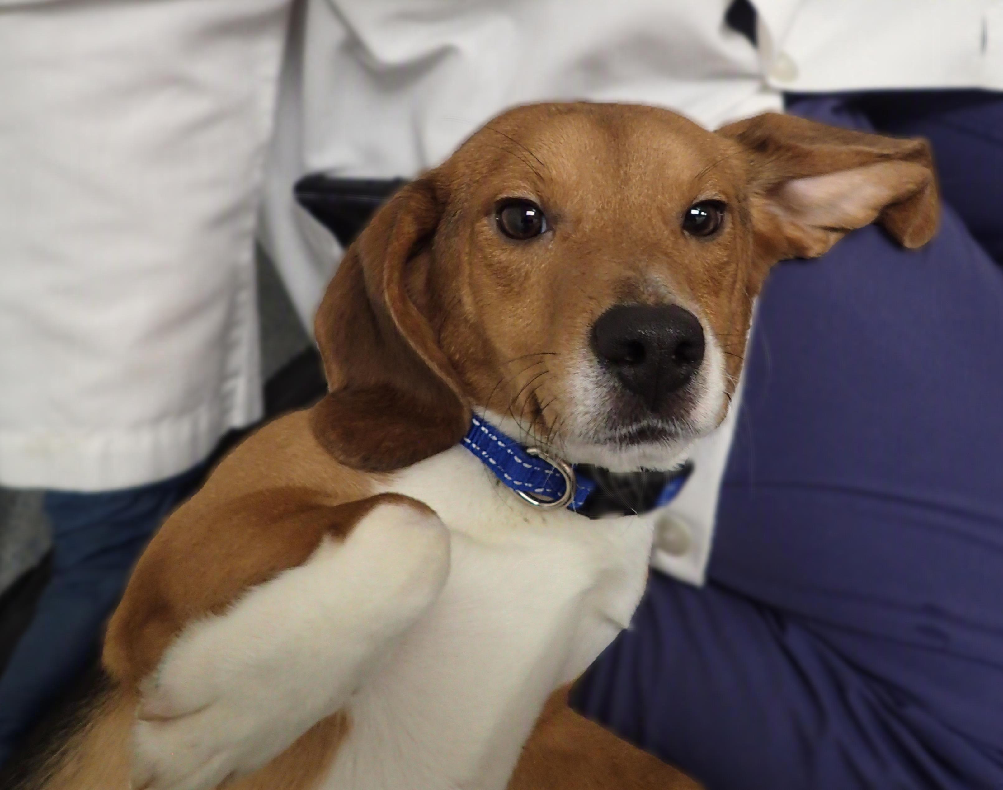 Enlarge Huckleberry - coming soon, an adopted Beagle in Bellvue, CO image 1/2