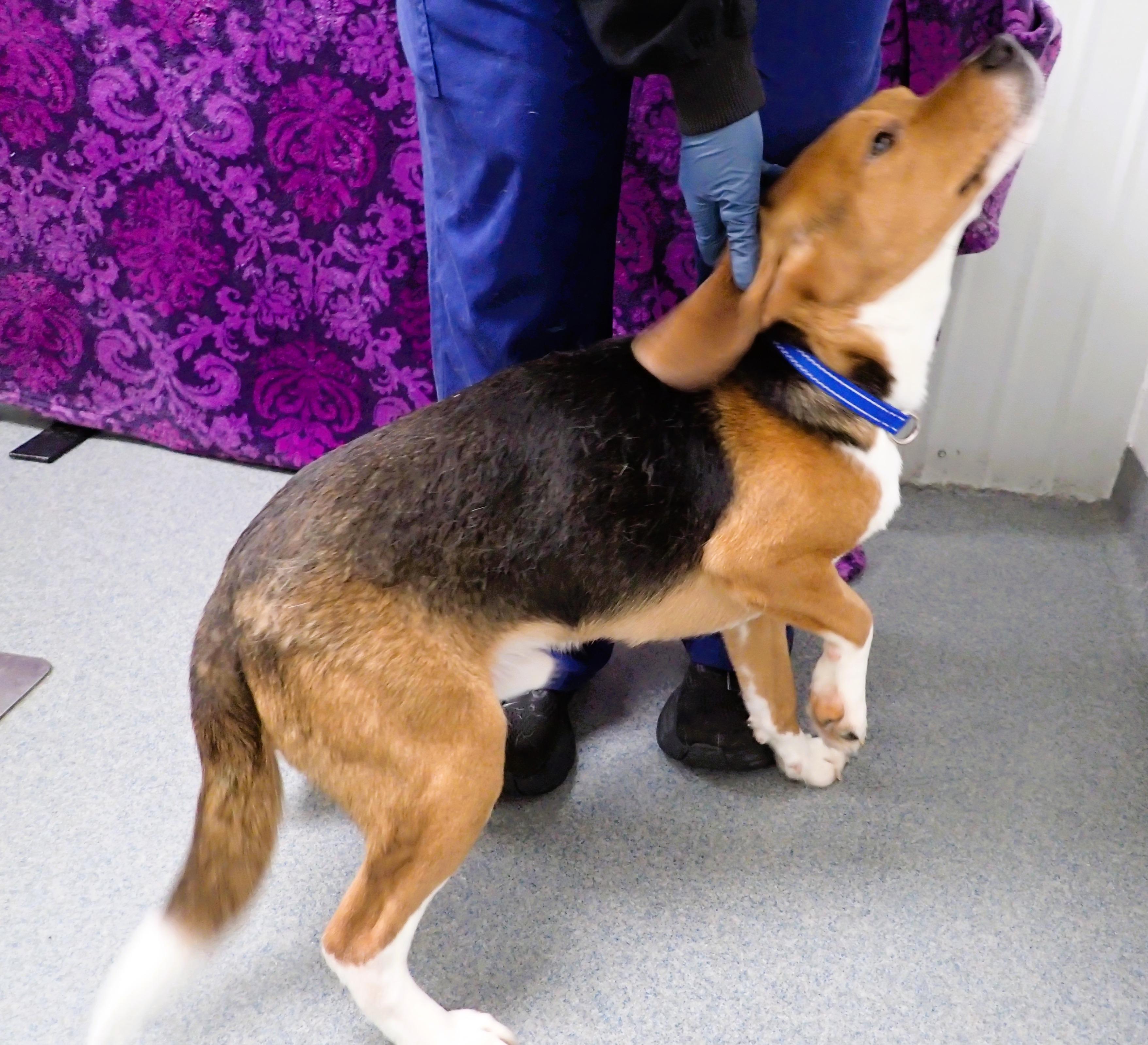 Enlarge Huckleberry - coming soon, an adopted Beagle in Bellvue, CO image 2/2
