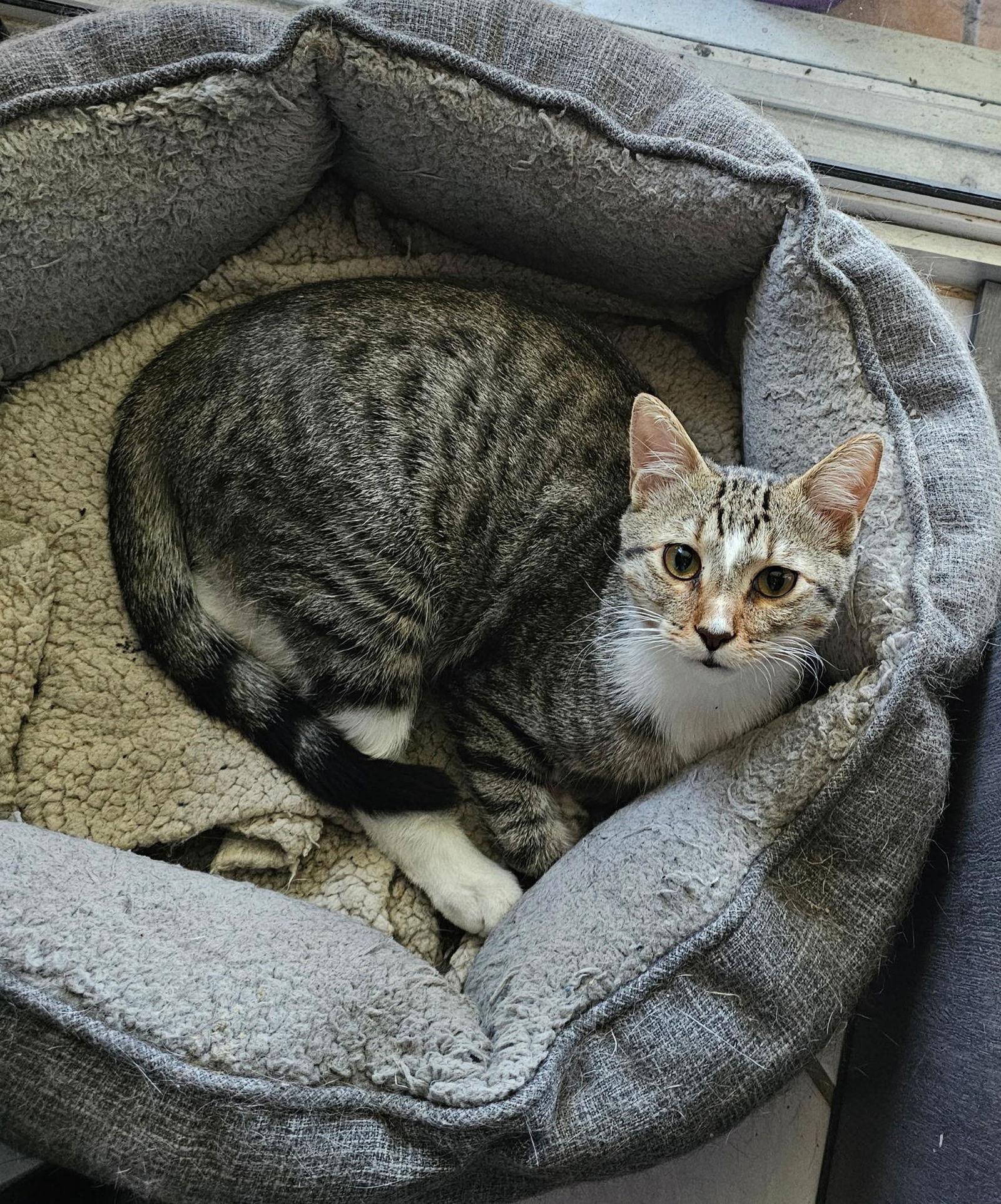 Enlarge Fabian, a Adoptable Tabby in Naples, FL image 1/2