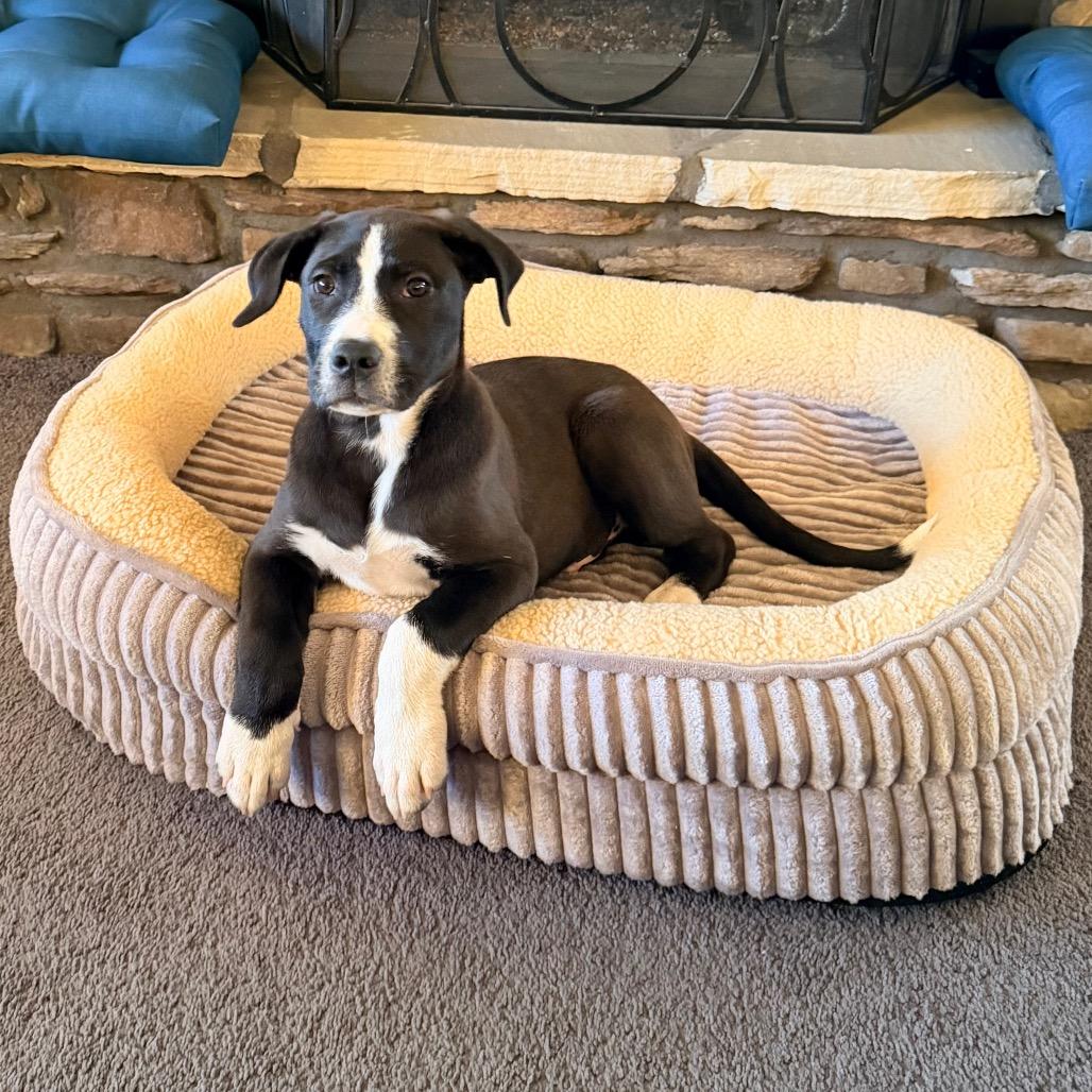 Enlarge Huey(Disney Duck Pups), a Adoptable mixed breed in Lenoir, NC image 1/2