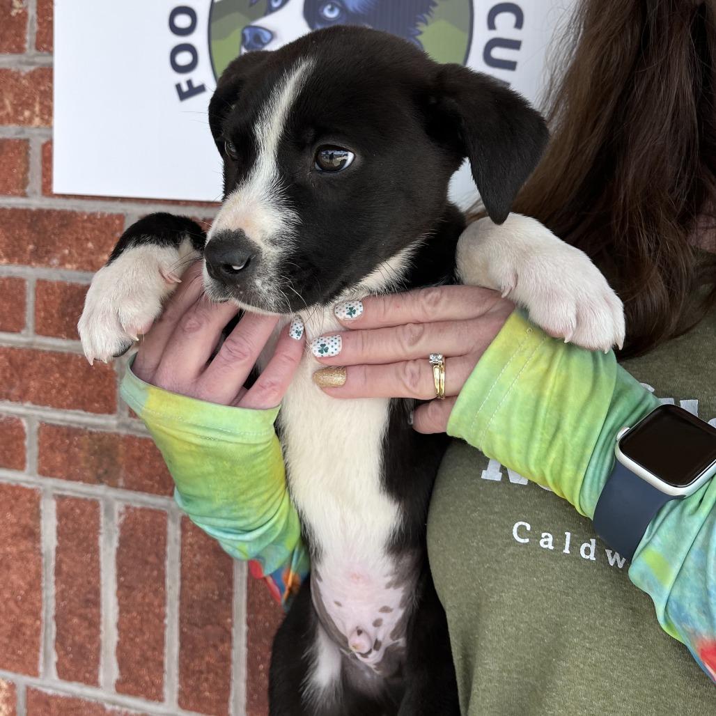 Huey(Disney Duck Pups), Adoptable, Puppy Male Border Collie & Mixed Breed.