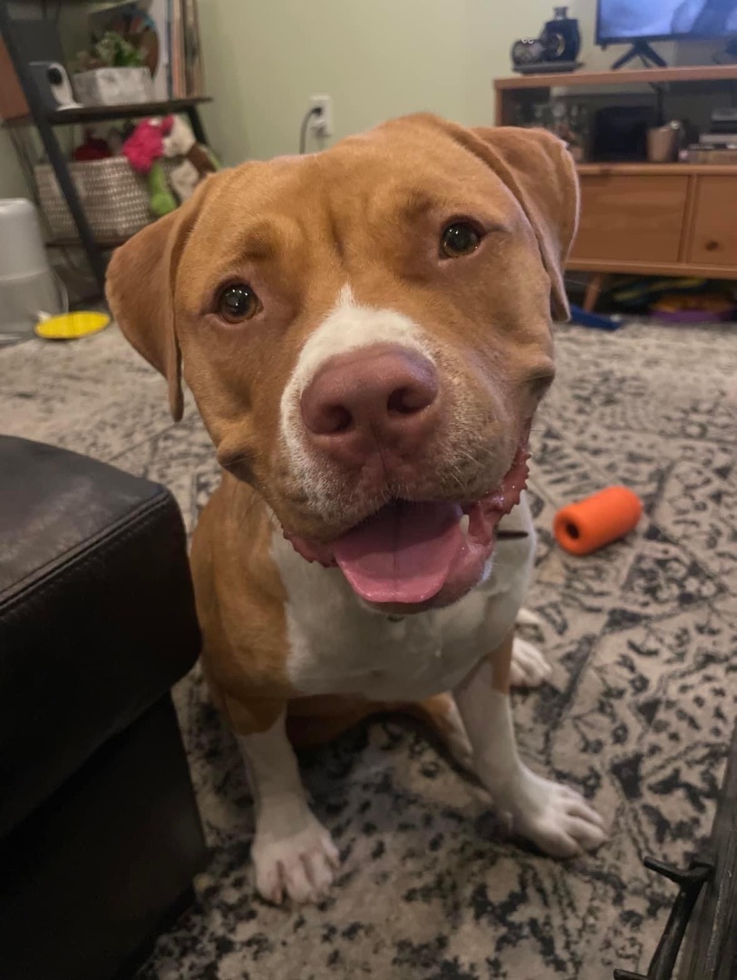 Charlene, Young Female Pit Bull Terrier