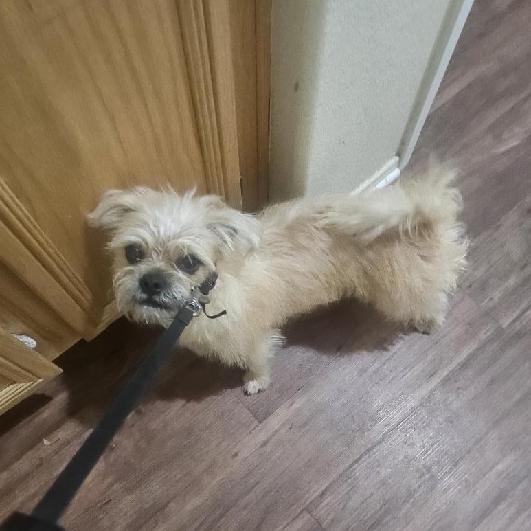 Enlarge Bently, an adopted mixed breed in Victorville, CA image 1/2