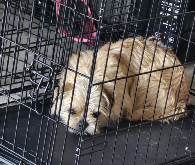 Enlarge Bently, an adopted mixed breed in Victorville, CA image 2/2