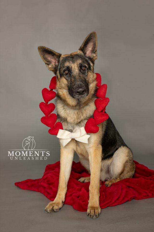 Ruzek, Adoptable, Adult Male German Shepherd Dog.