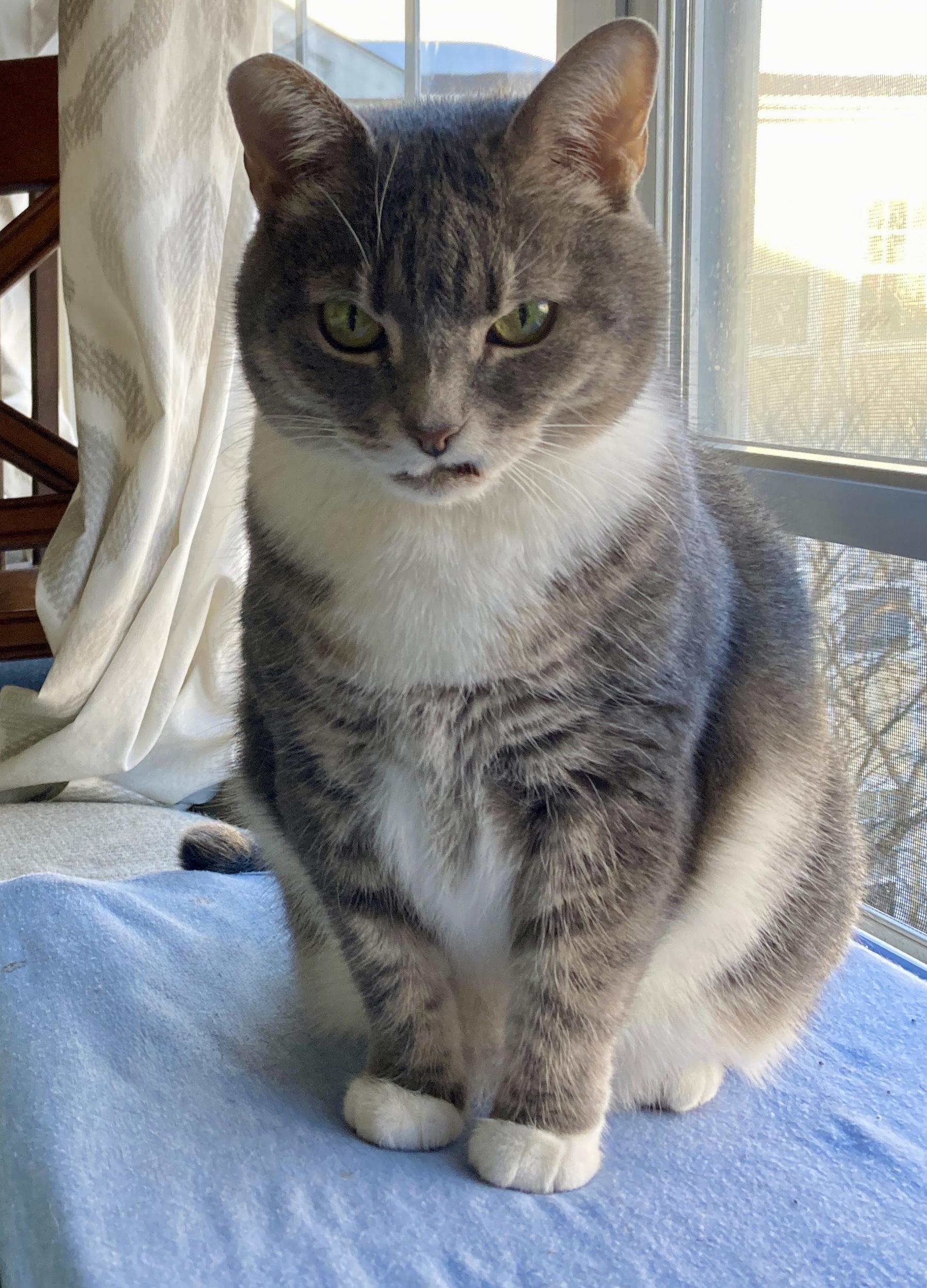 Blair, Adoptable, Senior Female Domestic Short Hair.