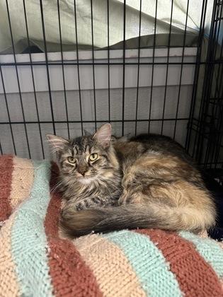 Enlarge Georgie, a Adoptable mixed breed in Rhinelander, WI image 1/1