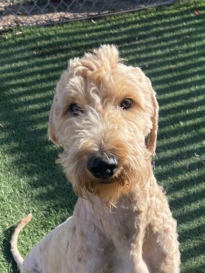 Enlarge Ollie, an adopted mixed breed in Sacramento, CA image 1/1