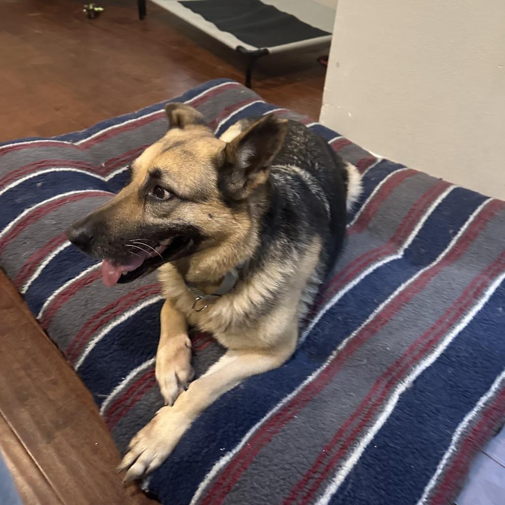 Allie Cat, a Adoptable German Shepherd Dog in Little Rock, AR image 1/4