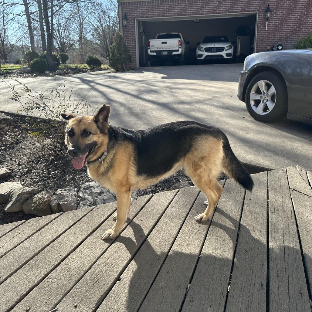Enlarge Allie Cat, a Adoptable German Shepherd Dog in Little Rock, AR image 3/4